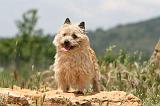 CAIRN TERRIER 554